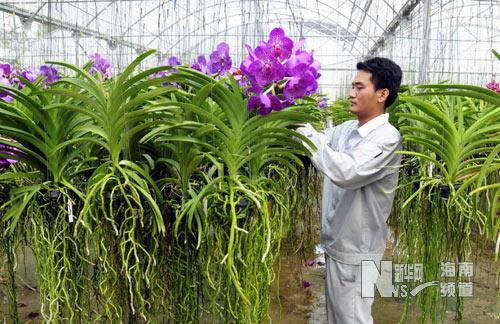 花卉的无土栽培过程