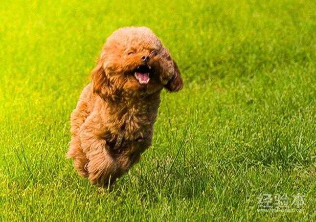 泰迪怎么训练去厕所大小便