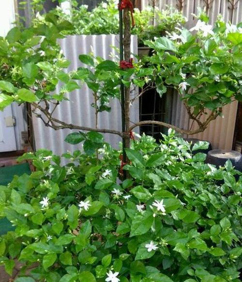 茉莉栽培季节
