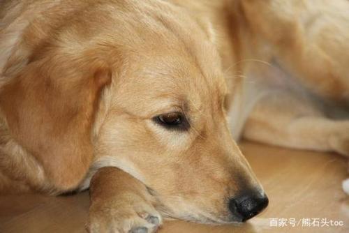 夏天狗狗没精神不吃东西