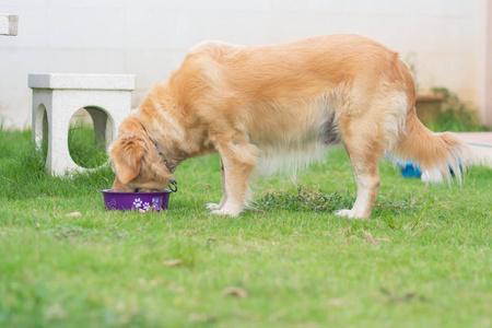 成年犬尿尿训练