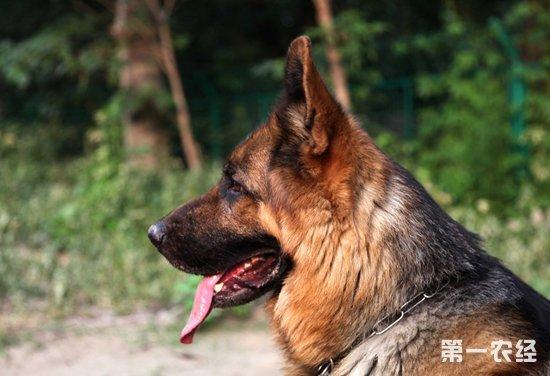 牧羊犬乱咬东西怎么训练