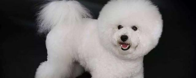 大体比熊犬怎么训练