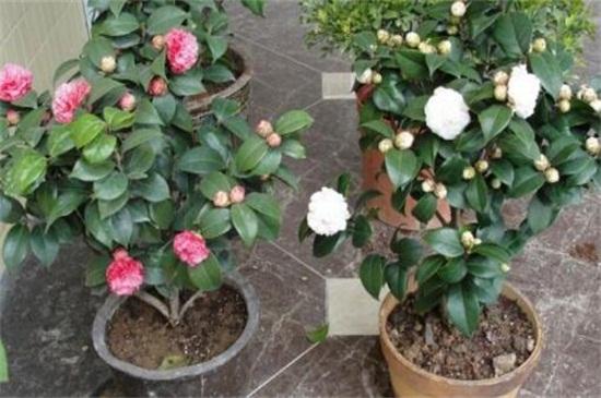 茶花移栽注意事项