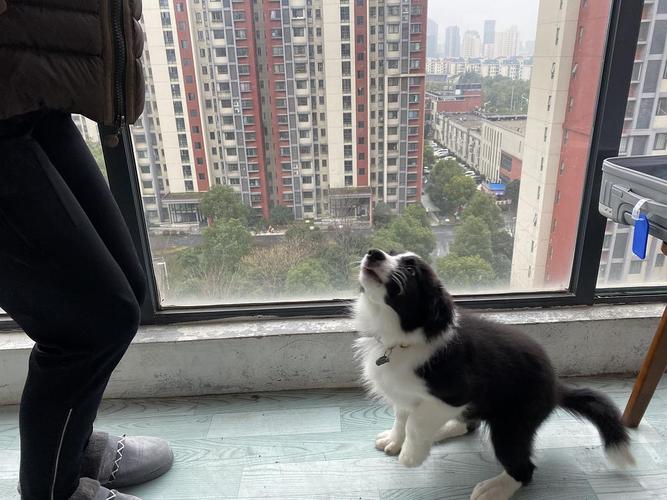 6个月的边牧不吃东西怎么办