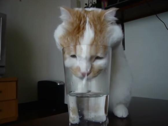 小猫不喝水只吃东西怎么办