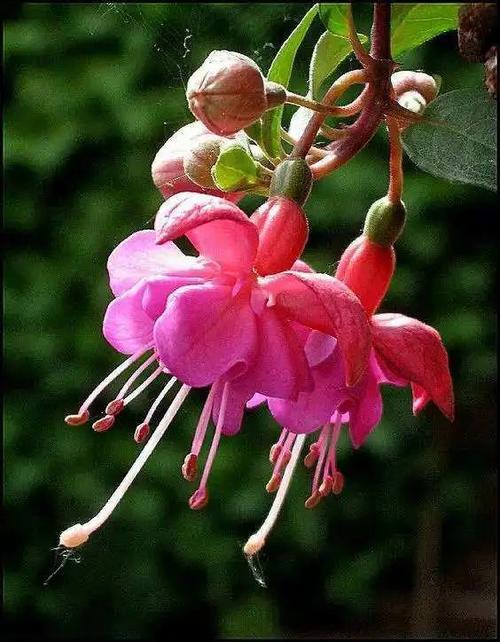 吊钟花栽培