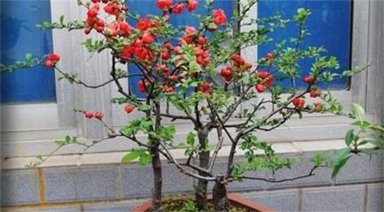 海棠花换盆后注意事项
