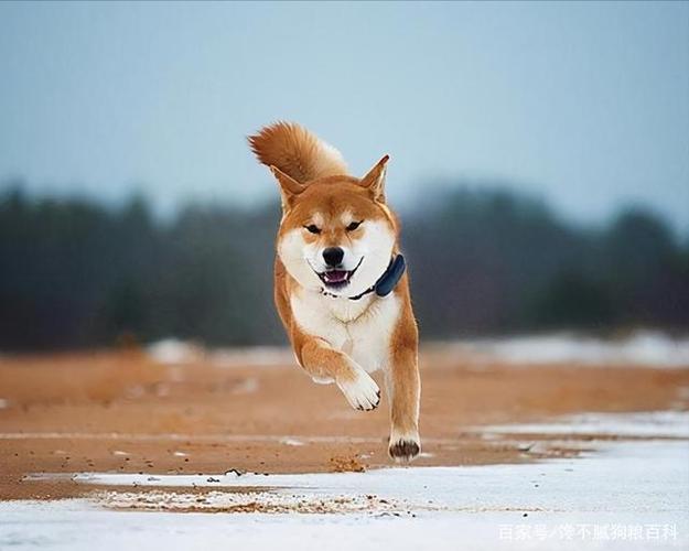 训练 柴犬