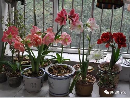 朱顶红栽培方法