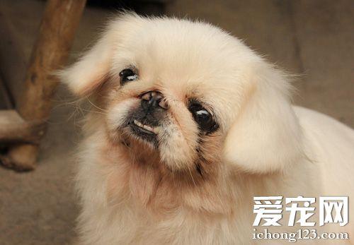 给京巴犬吃东西