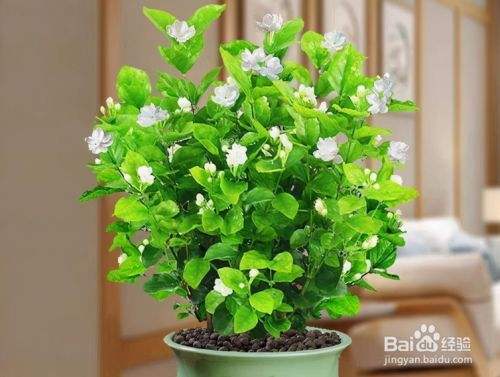 花养殖方法