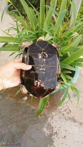 刚买来的大黄额龟要吃什么东西