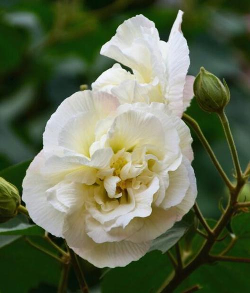 芙蓉花的栽培技术
