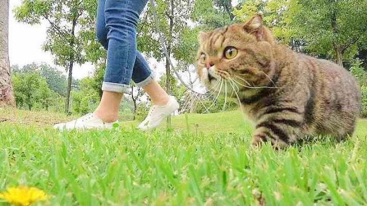猫咪能训练散步