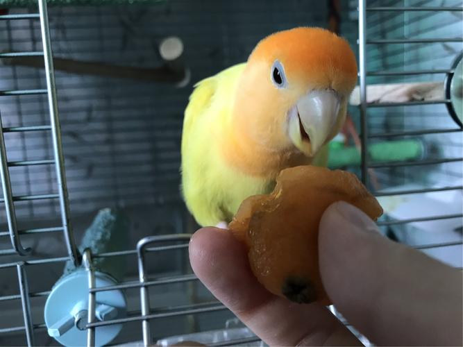 牡丹鹦鹉如何训练方法