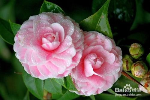 栽茶花注意事项