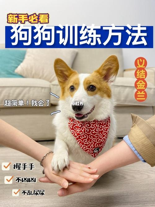 训练狗狗 每天10分钟