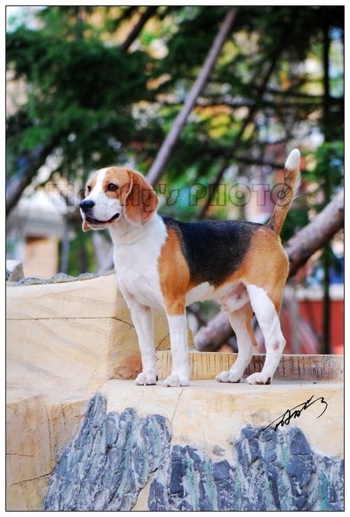 怎么训练比格犬大小便