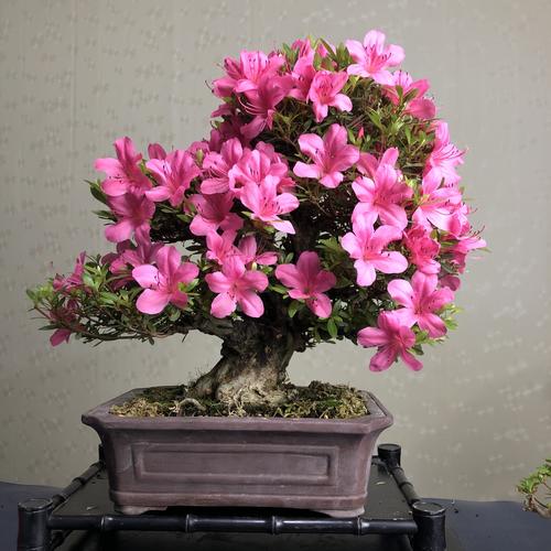 盆栽西洋杜鹃花栽培