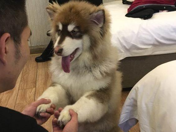 阿拉斯加一天要吃多少东西怎么办