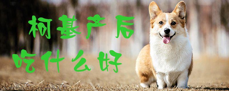 狗成产后开始吃东西是什么原因是什么