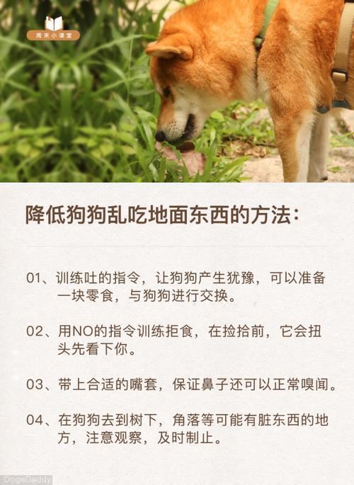 成年狗拒食训练