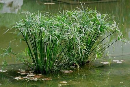 水竹可以土栽培