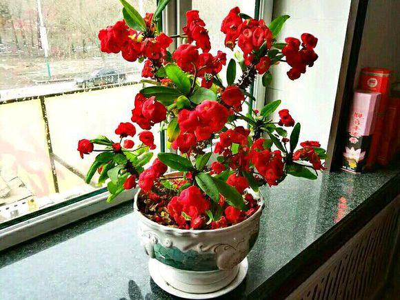 虎刺梅花怎么栽培