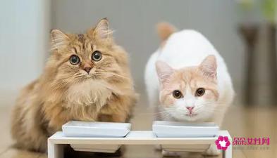 大猫咪不吃东西怎么办