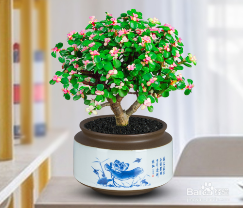 盆景移植注意事项