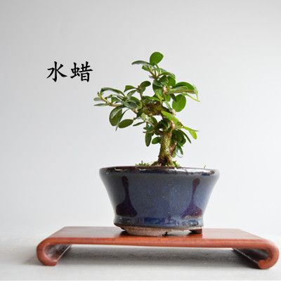 水腊栽培盆景