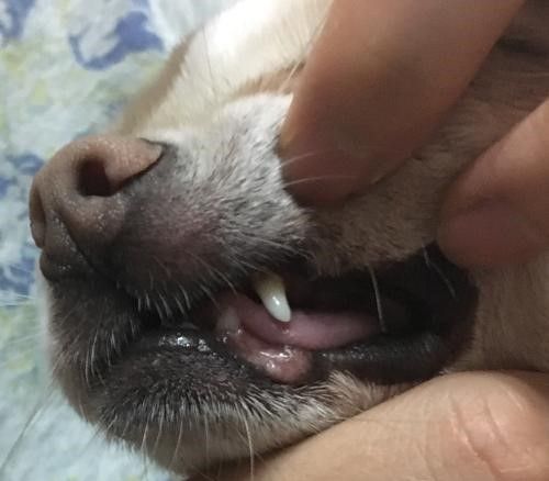狗嘴巴长东西怎么办