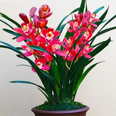 宽叶兰花栽培技术