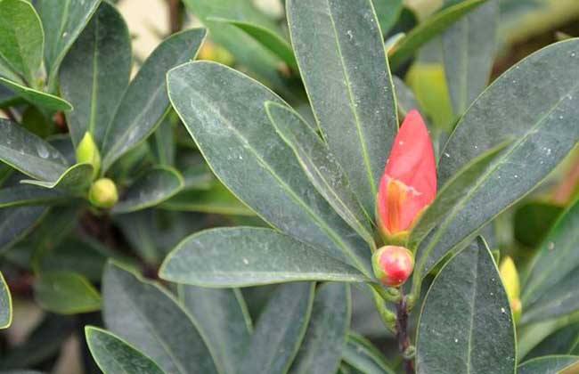 茶花养殖方法