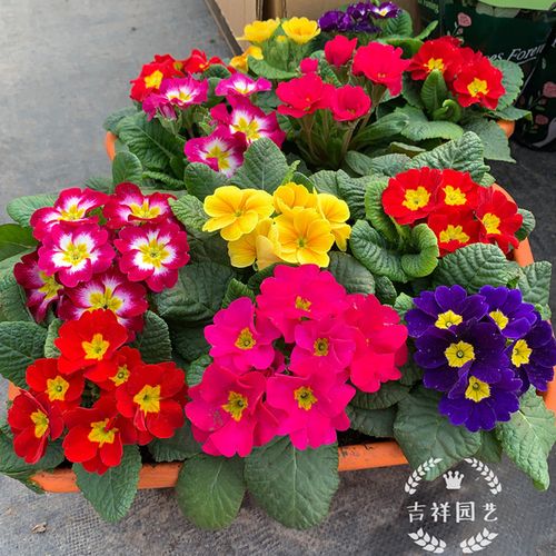报春花栽培