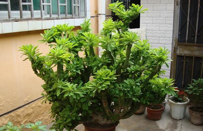 植物麒麟栽培技术