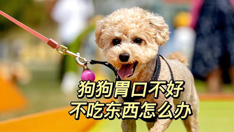 狗狗卡住喉咙 不吃东西怎么办