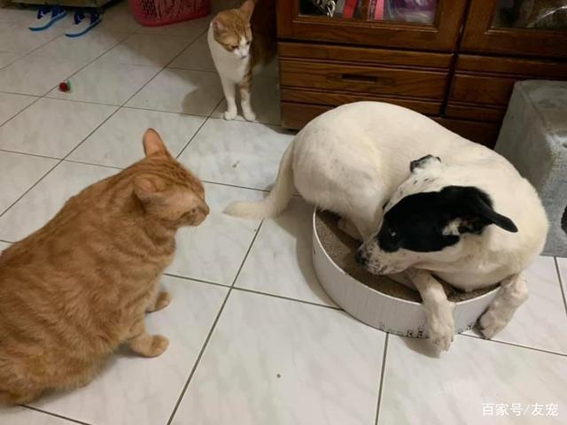 狗不让猫吃东西怎么办