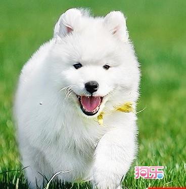 萨摩犬怎么训练捡东西