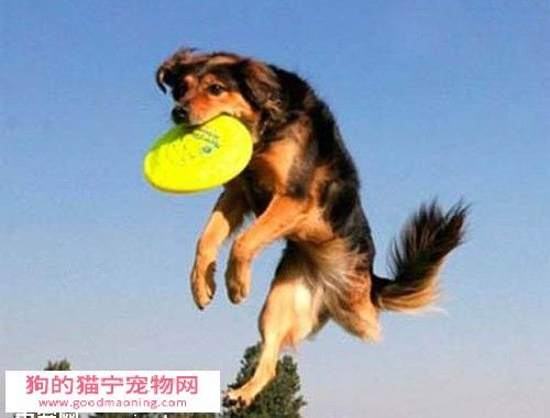 如何让狗狗衔东西