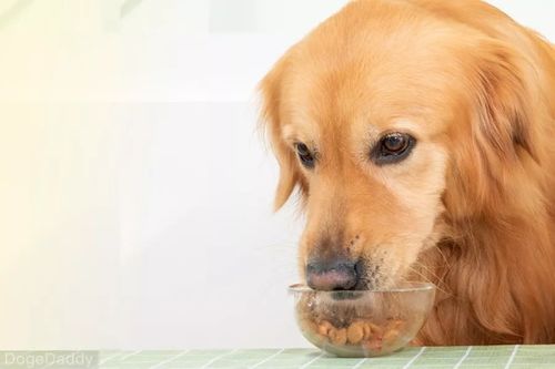 狗吐了三天 什么东西也不吃怎么办