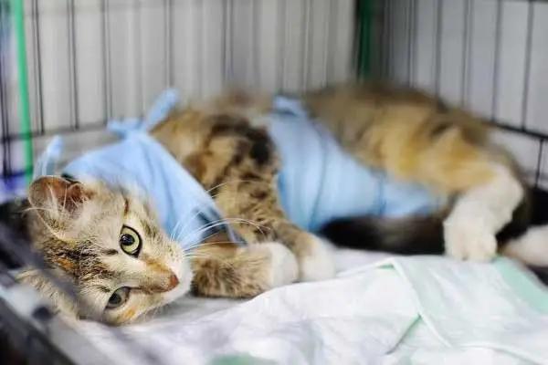 猫手术后需要注意什么东西