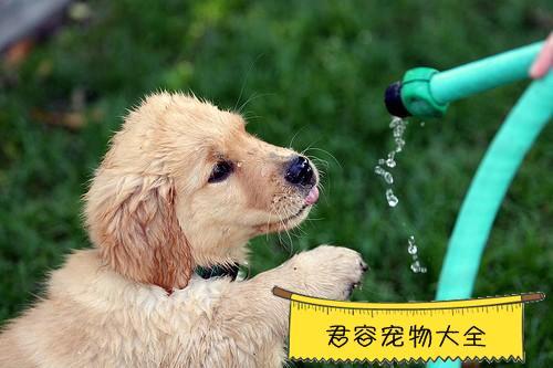 狗狗吐不吃东西怎么回事经常喝水