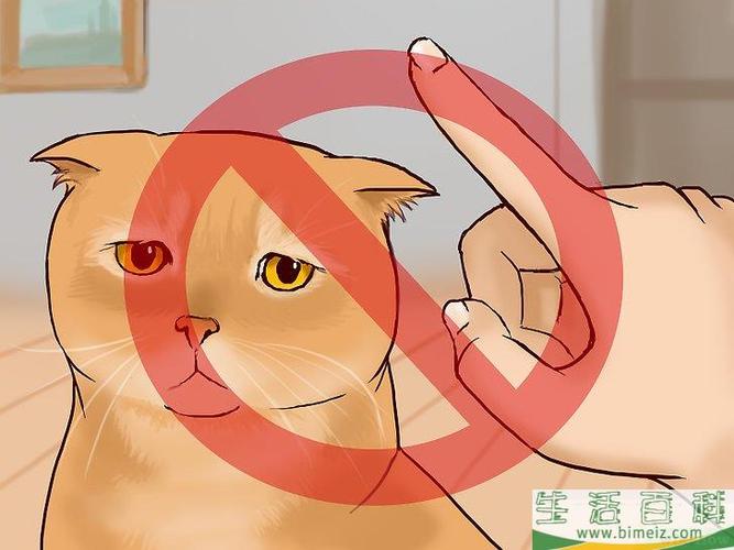 被猫抓了要注意什么东西