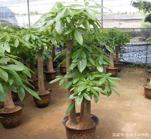 怎么栽培发财树