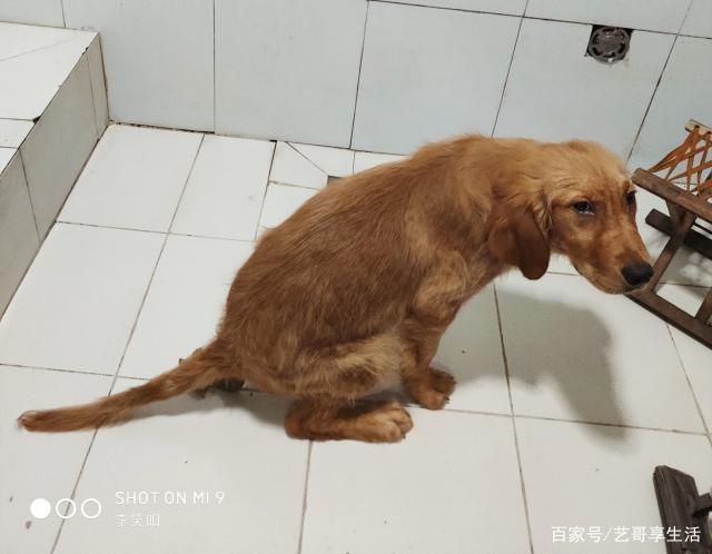 小狗两个月训练大小便