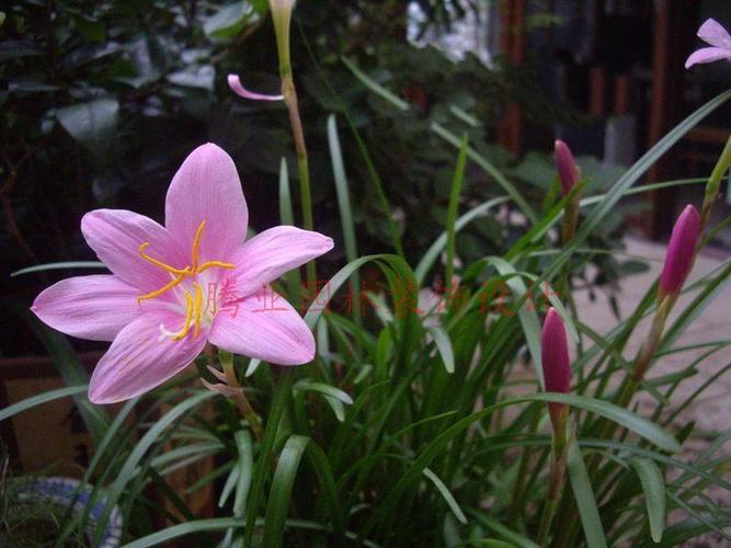 韭兰花栽培技术