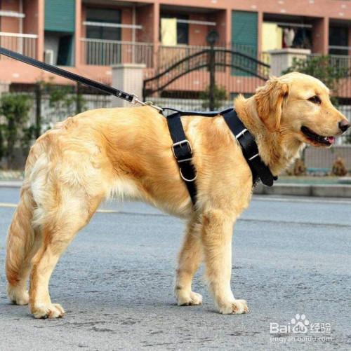 成年犬怎样训练跟随
