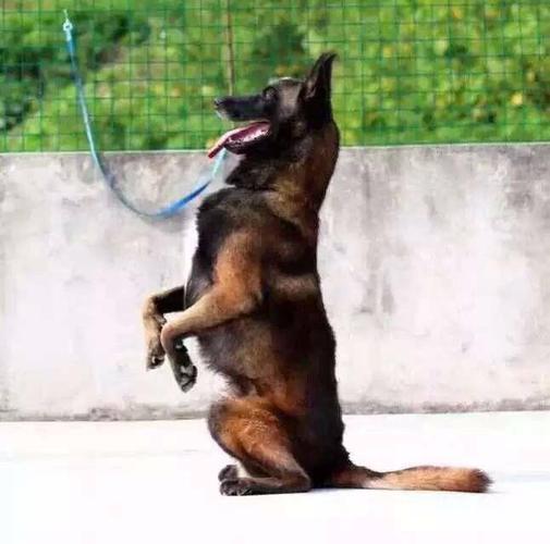 马犬怎么训练站立视频教程